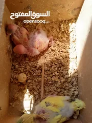  4 طيور مشكله شغاله للبيع اقرا الوصف
