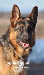  1 الراعي الألماني: أقوى، أذكى للتدريب العسكري/الحراسة. 	•	الجولدن: ألطف، مناسب للعائلة والأطفال واللعب