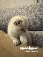  15 قطط سكوتش فولد للبيع