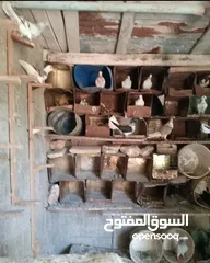  2 كوم حمام كش للبيع كلها فحول صواريخ بسعر حرق للتواصل بالوصف