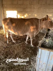  1 بقره تهجين جيرسي