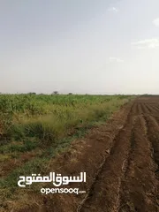  1 للبيع مزرعة غرب النيل مشروع سولا الزراعي غرب مدينة عطبرة خصبة منتجة