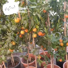  5 ركن المنزل لخدمات الزراعة العامة وتنسيق الحدائق وصيانتها مع خدمة التوصيل لكافة محافظات المملكة