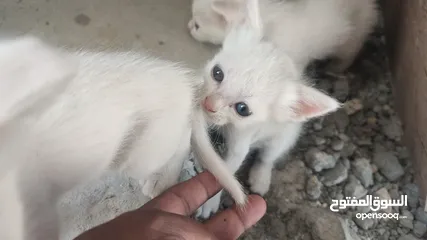  12 kitten 1month aged