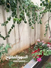  9 شقة مميزة جدا للبيع بالقرب من مستشفى الأمير حمزة (بسعر مغري)