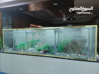  2 حوض سمك بدون طاوله طول 180 العرض30 الارتفاع 50 سماكت القزاز من الأسفل10 مل والجوانب 6 مل الطهر مراي