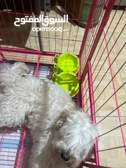  5 كلب مالتي بودل للبيع عمره 8 أشهر لطيف ونضيف جدا للبيع ب 100 شامل القفص