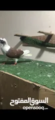  3 حمام للبيع  بربريسي.