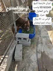  1 ثيران خارجية مطعومه