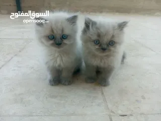  3 قطط هملايا للبيع ذكر وأنثى العمر شهر ونص لعوبات