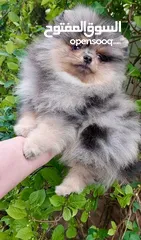  1 Pomeranian