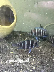  18 سمك زينه مفترس