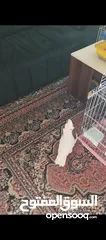  12 ببغاء كوكاتو جوفن اليف جدا جدا عجينه حجم سوبر جامبو ثوب كامل جناح كامل ولا ريشه ناقصه لعوب 24