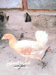  3 زوج دجاج عرب