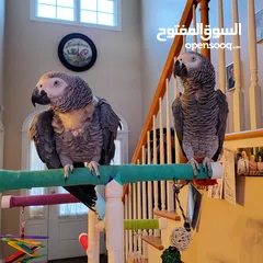  1 الببغاوات الرمادية الأفريقية