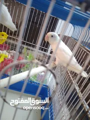  3 جوز فيشر ابيض حليب شغال ميه ميه