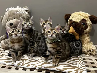  1 Bengal Kittens - قطط بنغال