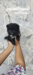  10 Mini Pomeranian Male puppy