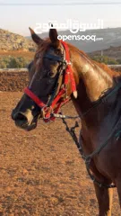  2 خيل عربي اصيل