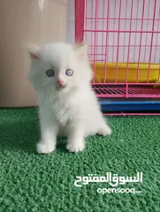  2 قطط  هملاية و شرازي  مستوى علي