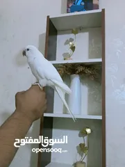  3 ببغاء كويكر الراهب البينو عين حمرا محجل فحل أليف وبطلع عالايد و متكلم 9 كلمات