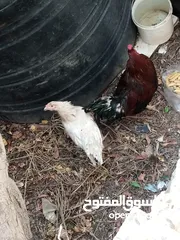  1 دجاج بلدي تربية بيت صحه ونظافه