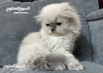  9 سكوتش فولد و مكس سكوتش فولد x هملايا