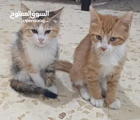  5 قطط للتبني