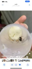  3 ملكة نمل النجار Carpenter ant queen