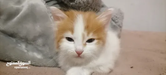  2 قطط همالايا مكس انغورا عمر 3 أشهر للبيع بسعر مناسب جدا