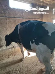  3 ابقار ضحايا للبيع