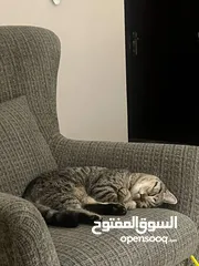  5 سكوتش فولد وسكرتش ستريت المعني يبعت