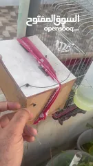  6 روز ذكر وانثى