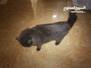  2 قط شيرازي للبيع العمر 8 اشهر