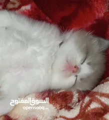  24 قطط شيرازي مكس  ام انجورا تركي واب شيرازي عمر شهر ونص للبيع