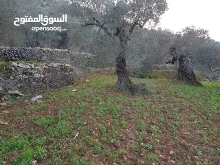  4 أرض زيتون تصنيف أ مساحة 3 دونم وربع