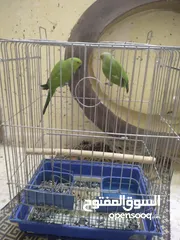  6 جوز ببغاء الدره السعر 70
