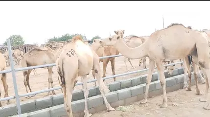  8 قعدان مراعي الجنوب مزرعه قرن الكبش كذلك يتوفر نص ذبيحه قعود