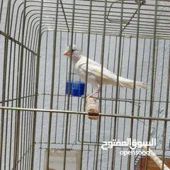  6 5 مخاليق أعمارهم 9 اشهر
