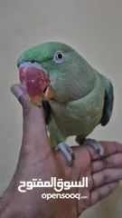  19 متوة نثية نيبالية أليفة ومتكلمة