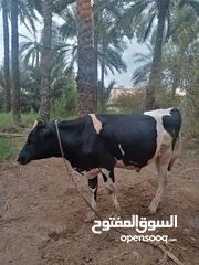  1 عجل نمساوي