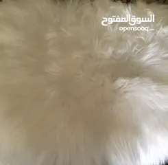  2 كبت اربع ادراج مع شعر ابيض جديد وناعم