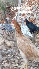  23 متاح بيض باكستاني خط اول..