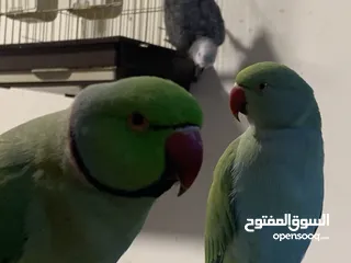  3 ببغاء دره هندي أليفات ومتكلمات عدد 3 للبيع