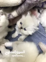  3 قطط شنشيلا مكس هملايا عمر 40 يوم