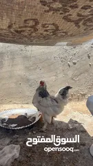  6 جاجتين براهمه وديك براهمه وصوص بلدي