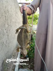  11 حيوان الضب (ضب) للبيع في بلدة البويضة