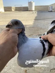  27 كوم حمام للبيع