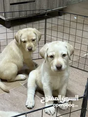  5 Labrador puppy