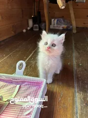  3 قطط همالايا صغيرة عمرها شهرين بالوان وجمال مميز